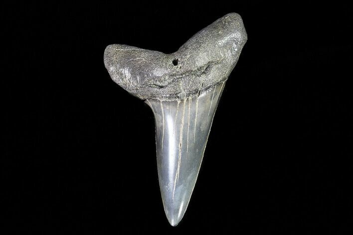 Fossil Shortfin Mako Shark Tooth - Georgia #75266